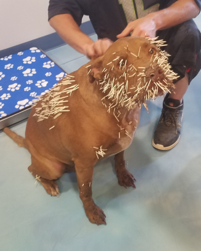 purcupine quills