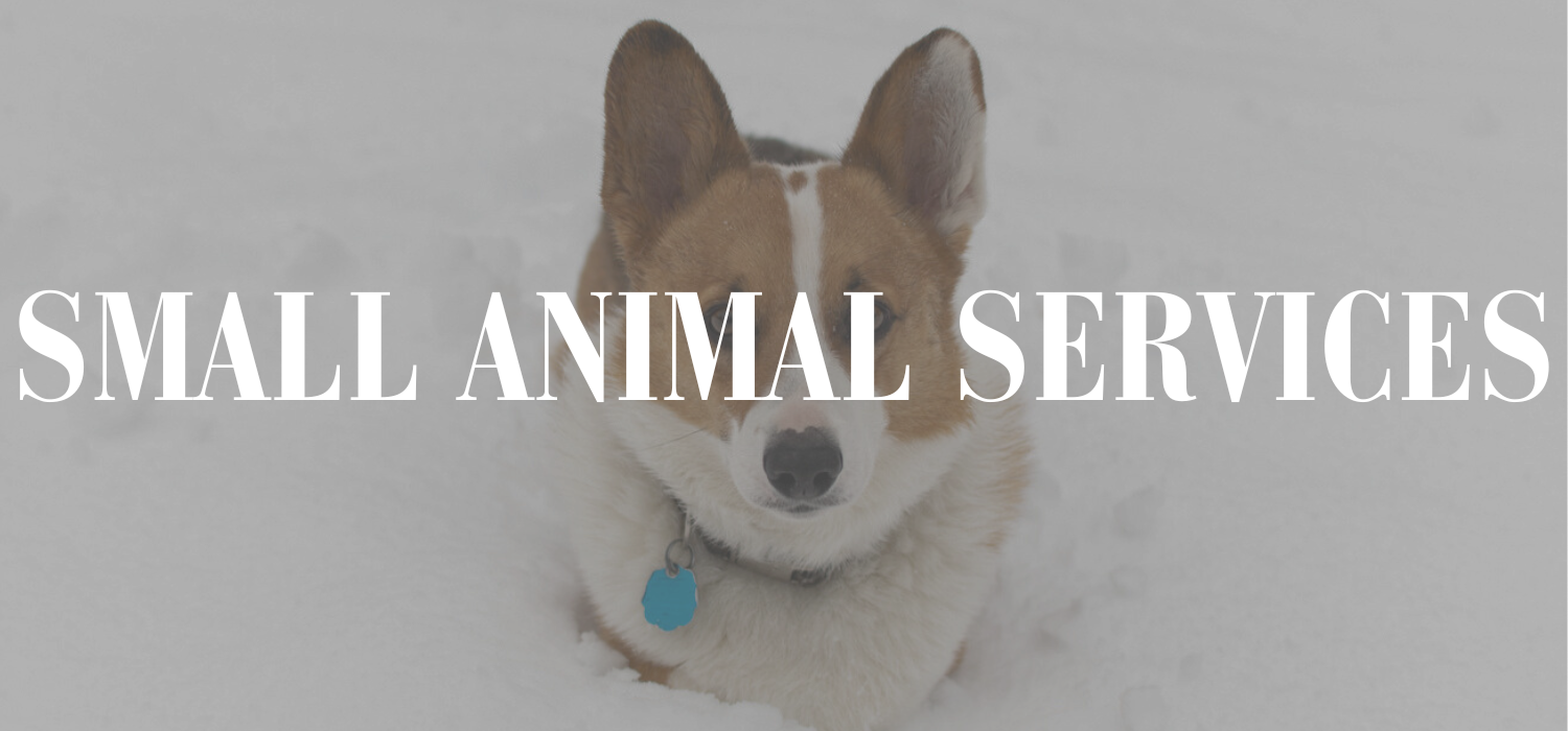 Copy of SMALL ANIMAL